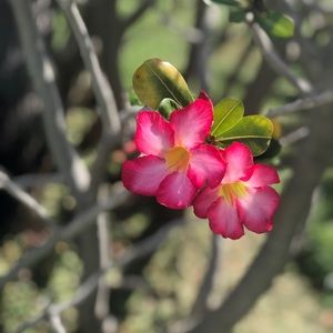 Meet your Posher, Lindsay